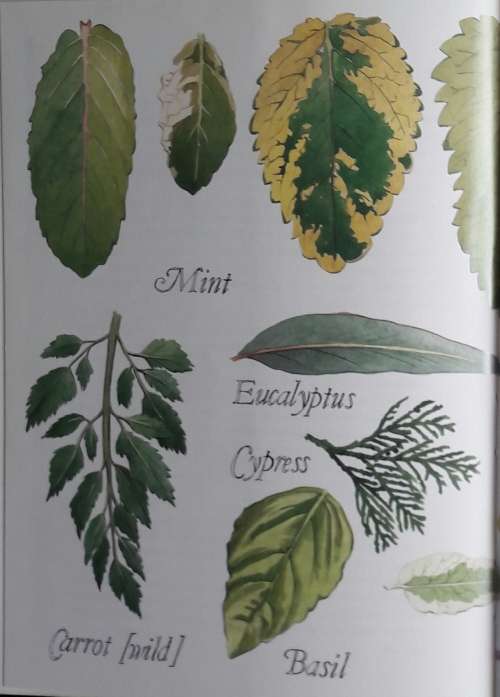 Home Aromatherapy - Julia Lawless