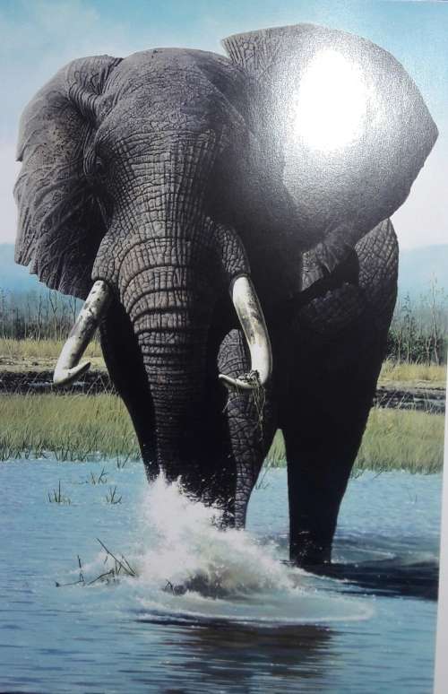 Manzovo - Place of the Elephants - Gary Albyn and Craig Bone