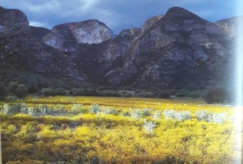 Die Oervlakte - Primordial Plains - Little Karoo