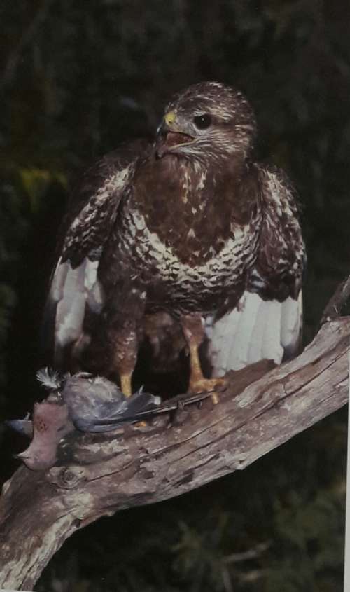 Die Oervlakte - Primordial Plains - Little Karoo