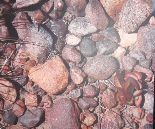 Die Oervlakte - Primordial Plains - Little Karoo