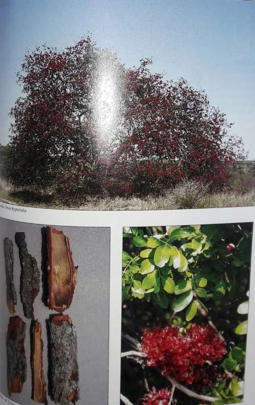 Medicinal Plants of South Africa - Ben-Erik Van Wyk - Bosch Van Oudtshoorn - Nigel Gericke