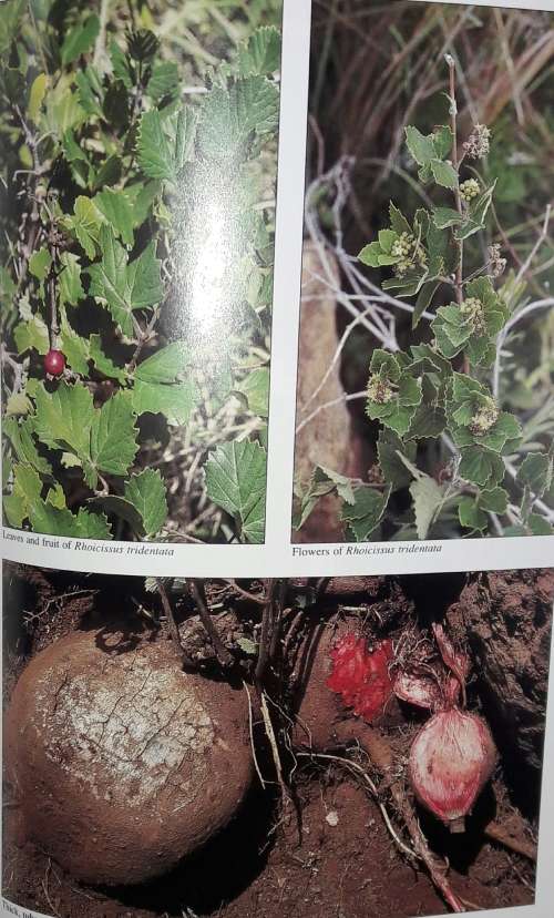 Medicinal Plants of South Africa - Ben-Erik Van Wyk - Bosch Van Oudtshoorn - Nigel Gericke