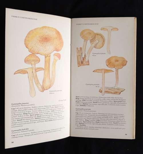 A Field Guide to the Mushrooms of South Africa by Levin, Branch, Rappoport & Mitchell