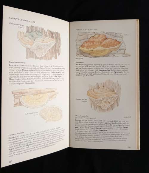 A Field Guide to the Mushrooms of South Africa by Levin, Branch, Rappoport & Mitchell
