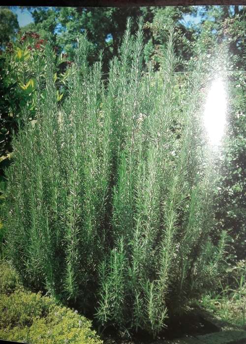 Herbs For The South African Garden And Home - Zoe Gilbert