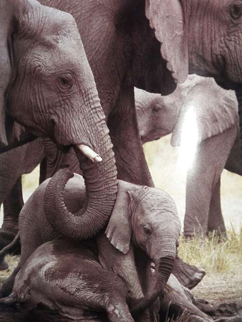 Etosha - Mitch & Margot Reardon