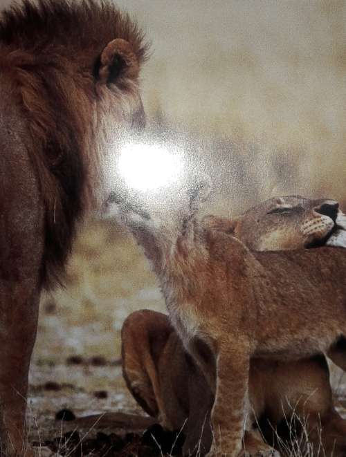 Etosha - Mitch & Margot Reardon
