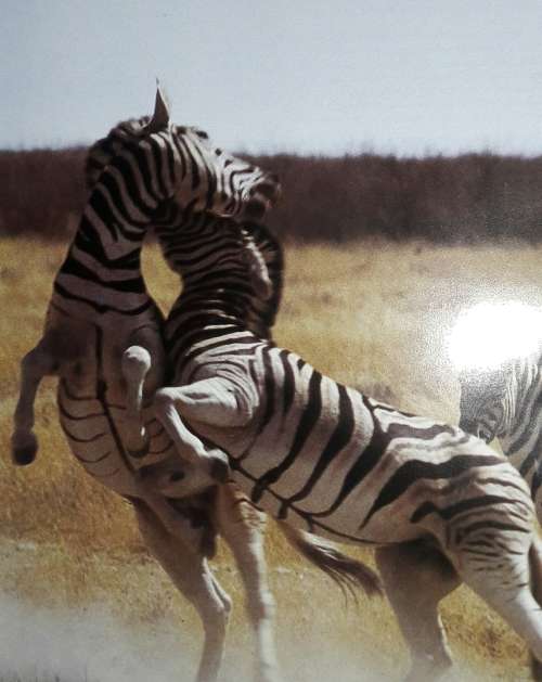 Etosha - Mitch & Margot Reardon