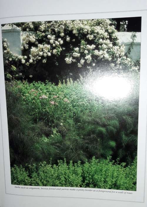 A South African Guide To Herbs - Barbara Hey