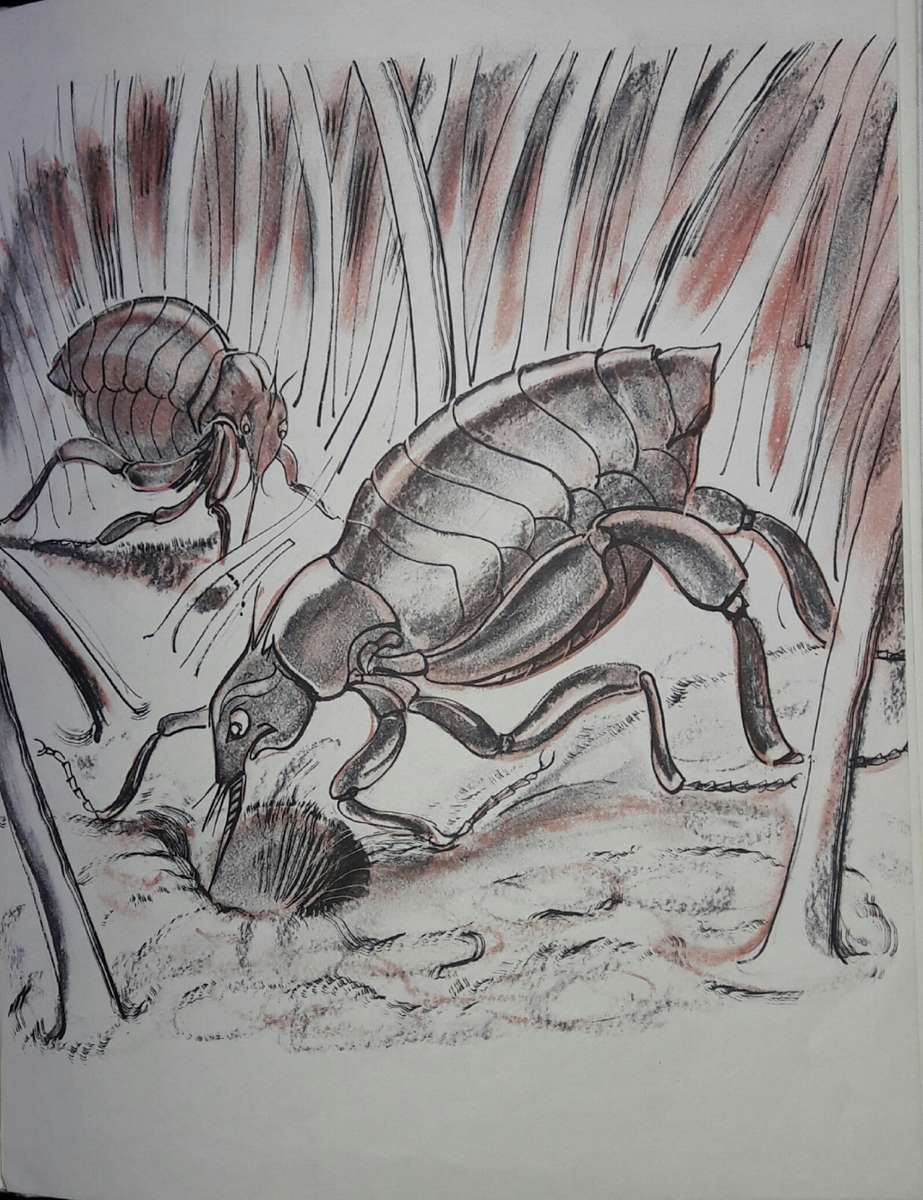 Frikki Vlooi - AAJ van Niekerk