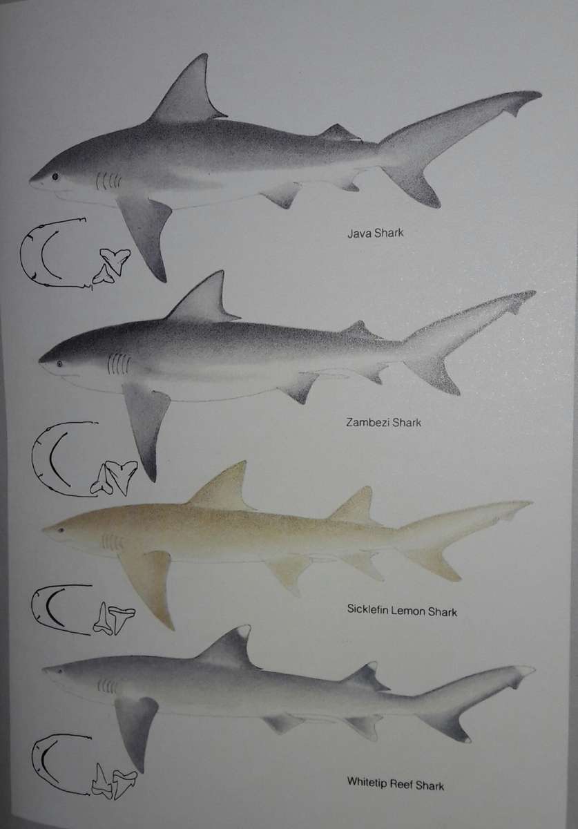 Guide To The Sharks And Rays Of Southern Africa LJV Compagno - DA Ebert - MJ Smale