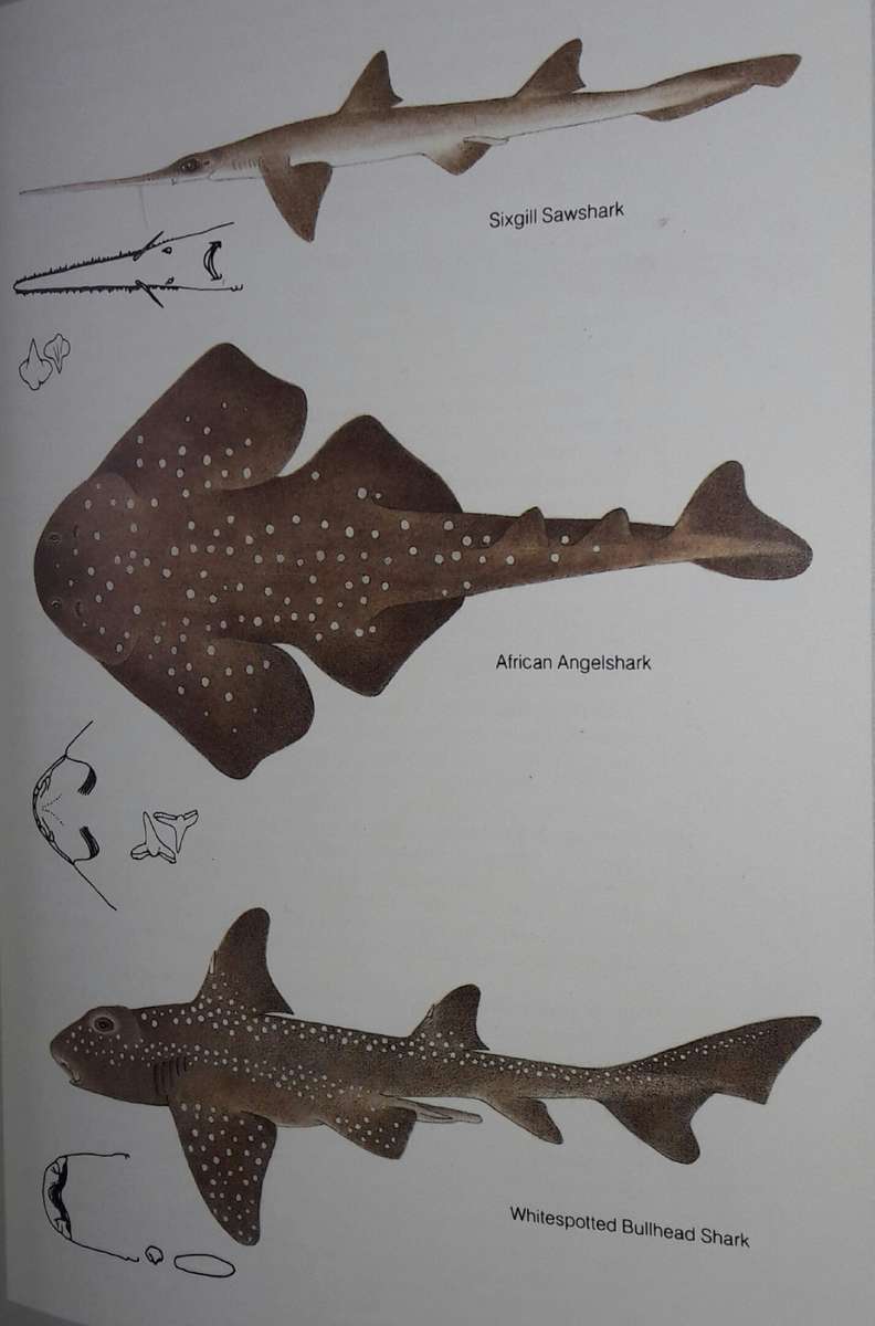 Guide To The Sharks And Rays Of Southern Africa LJV Compagno - DA Ebert - MJ Smale