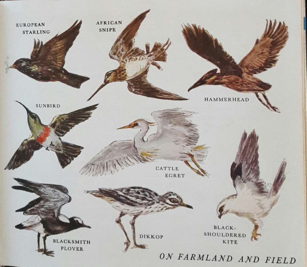 What Bird Is That? - Hazel Stokes