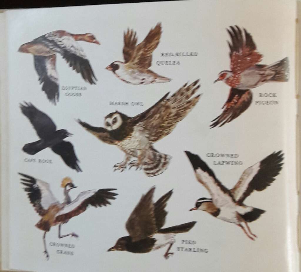 What Bird Is That? - Hazel Stokes