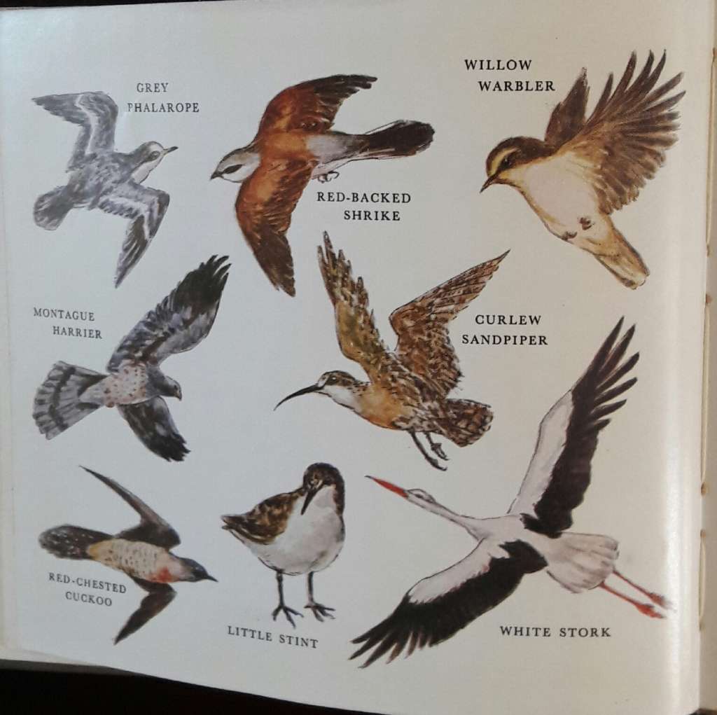 What Bird Is That? - Hazel Stokes