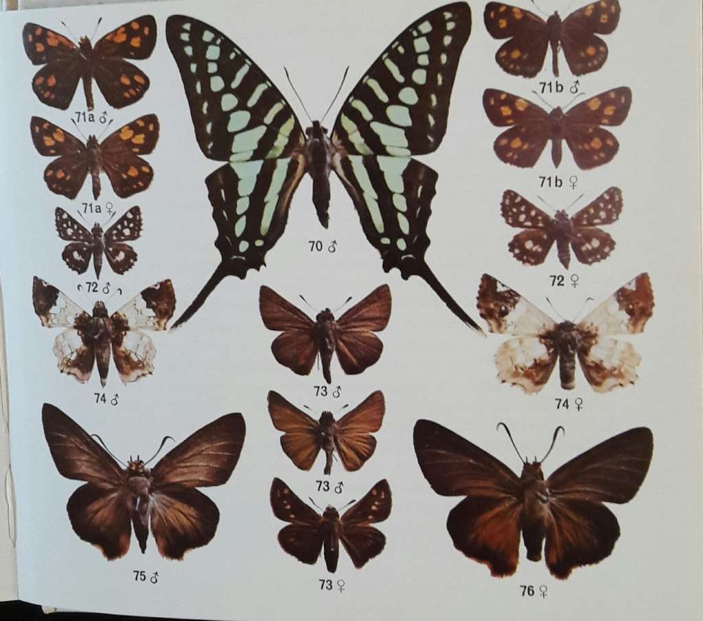 What Butterfly Is That - GC G C Dickson