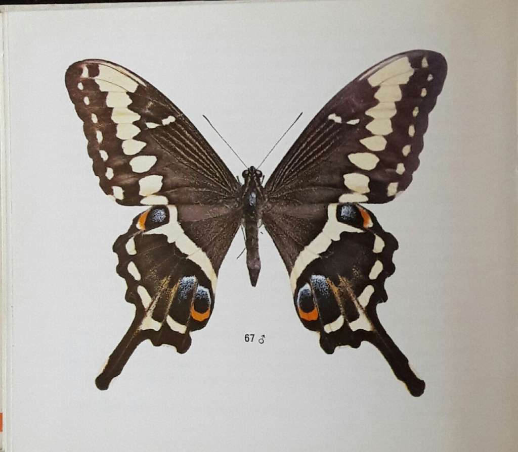 What Butterfly Is That - GC G C Dickson