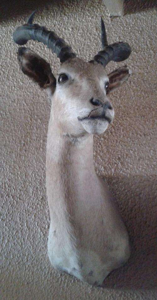 1 x IMPALA TROPHY HEAD