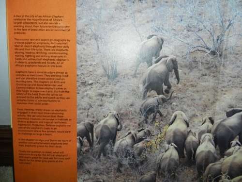 A day in the life of an AFRICAN ELEPHANT by Anthony Hall-Martin