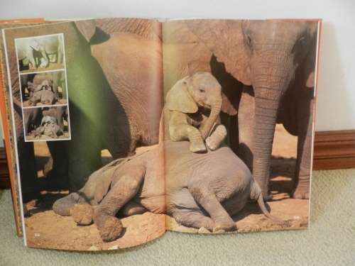 A day in the life of an AFRICAN ELEPHANT by Anthony Hall-Martin