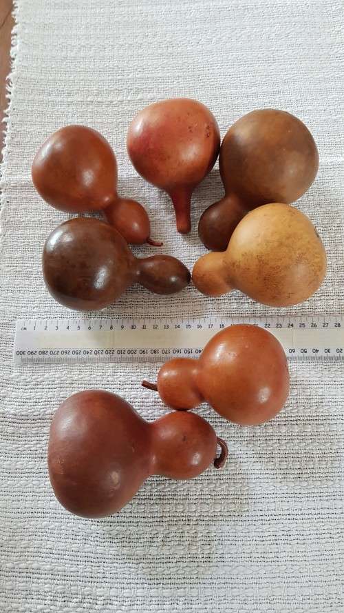 African curios:  Set of calabashes.  7x in warm brown tones.