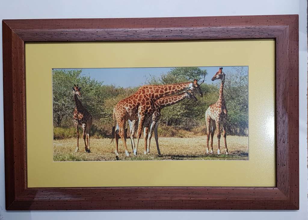 Picture Frame: Framed photo print of Giraffes browsing behind glass.