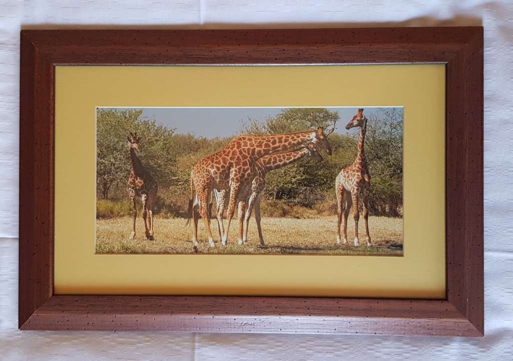 Picture Frame: Framed photo print of Giraffes browsing behind glass.