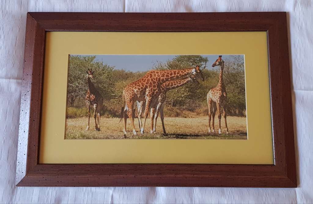 Picture Frame: Framed photo print of Giraffes browsing behind glass.