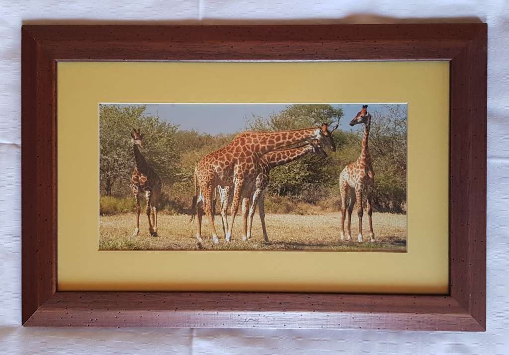 Picture Frame: Framed photo print of Giraffes browsing behind glass.