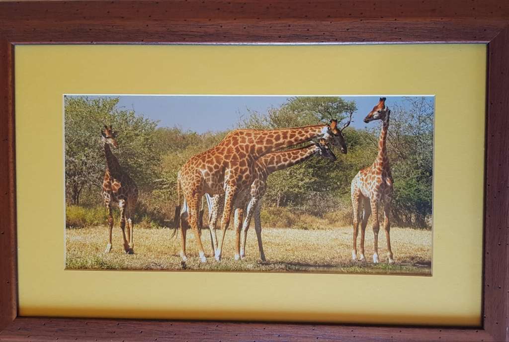Picture Frame: Framed photo print of Giraffes browsing behind glass.