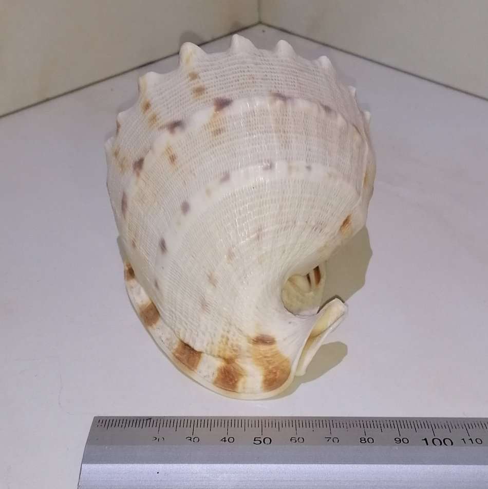 Large Sea Shell - CASSIS CORNUTA (Horned Helmet)