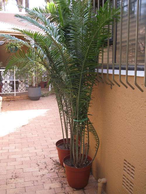 Villossus potted 5yr