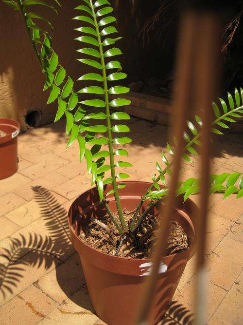 Altensteini 3yr potted