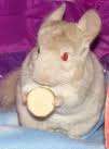 CHINCHILLA