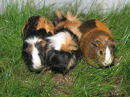 GUINEA PIGS : FREE TO GOOD HOMES
