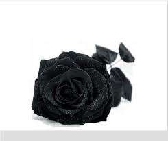 Black Rose seeds (10 seeds per pack)