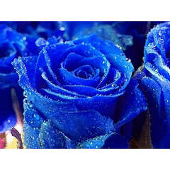 Dark Blue Rose seeds (10 seeds per pack)