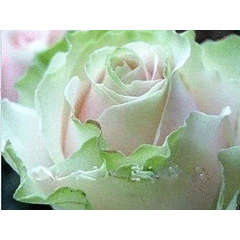 Dancing Queen Rose seeds (10 seeds per pack)