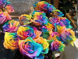 Rainbow Rose seeds (10 seeds per pack)