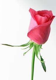 Pink Rose seeds (10 seeds per pack)