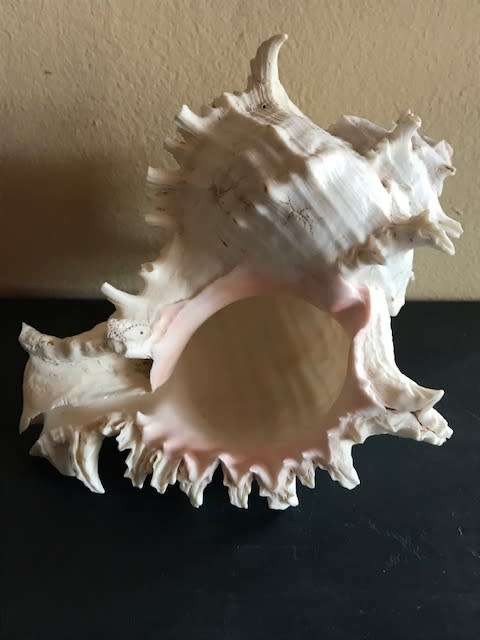 Rare Seashell