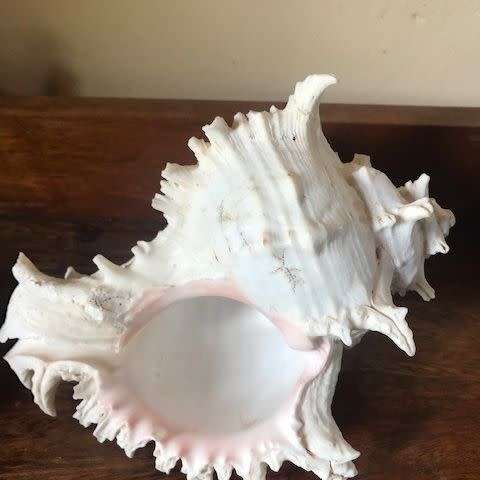 Rare Seashell
