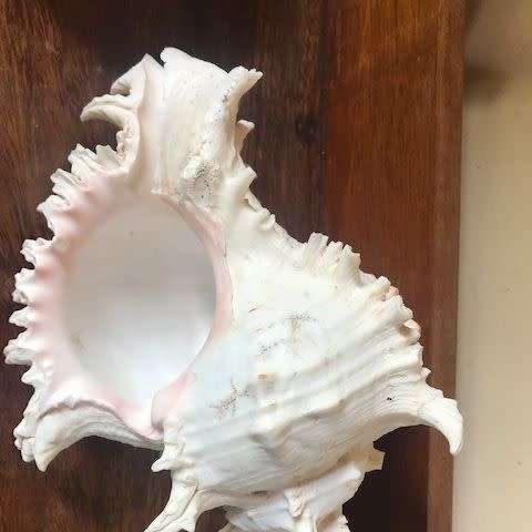 Rare Seashell