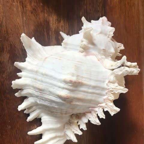 Rare Seashell
