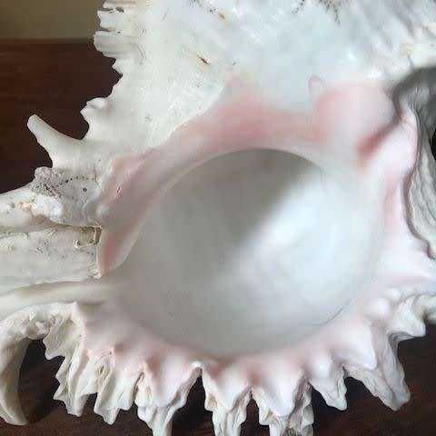 Rare Seashell