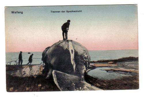 WALFANG. TRENNEN DER SPRECKSCHICHT (WHALING) POSTCARD. NOT USED.