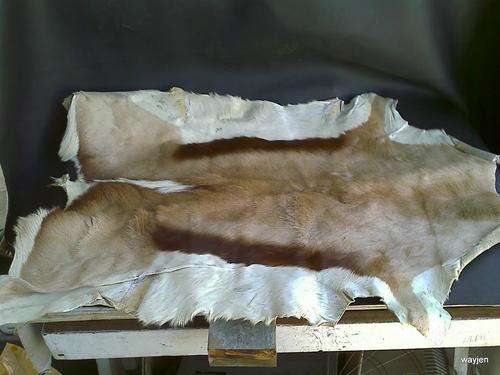 ANIMAL SKIN. DON'T KNOW OFF WHAT BUCK IT COMES. NO MARKINGS. 74 X 50cm. PLEASE NOTE CONDITION.