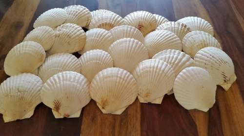 Sea shells. Bulk sale, Pay R200 for all
