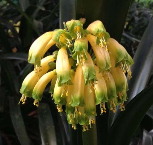 Clivia Gardenii var. "Yellow Blush"